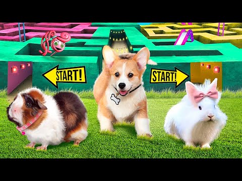 We Built a GIANT Maze! Cat vs Dog vs Rabbit! Who Is the BEST?