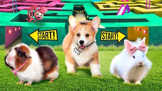 We Built a GIANT Maze! Cat vs Dog vs Rabbit! Who Is the BEST? screenshot 2