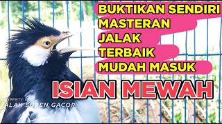 Burung Jalak Suren Betina Memanggil Jantan Gacor Full Isian Tengkek Buto Asli