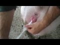 Искусственное осеменение свиньи. (Artificial insemination of pigs)