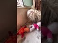 Happy leo#youtubeshorts #dogbreed #pets #shihtzu #cute #smalldogbreed #love #mumbai #viral #petlover