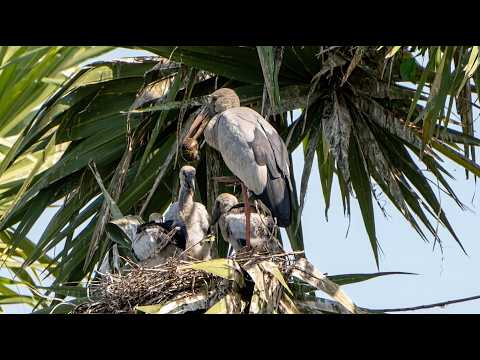 Caring Parent Bird and Growing Chicks