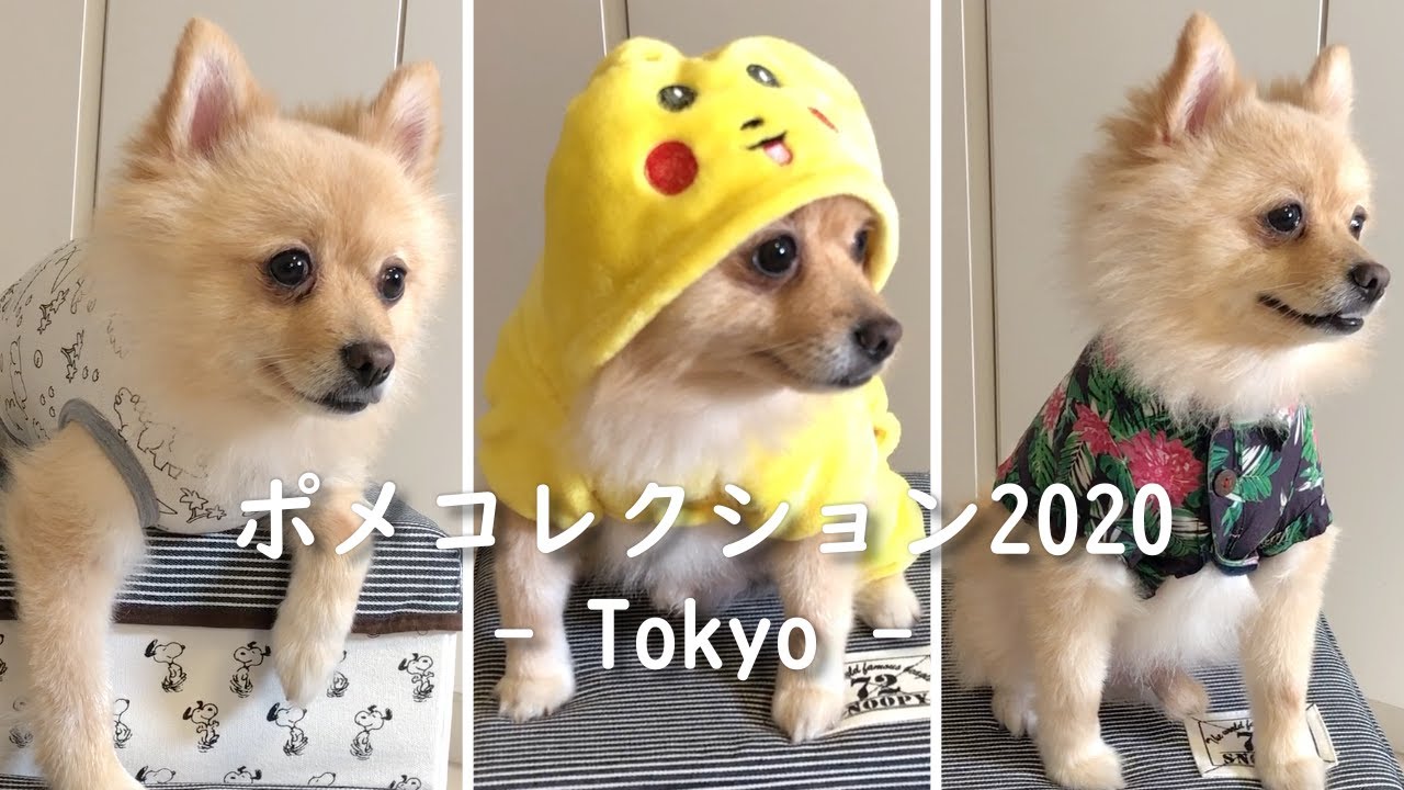 愛犬の可愛い洋服をご紹介します！ (全16着） - YouTube