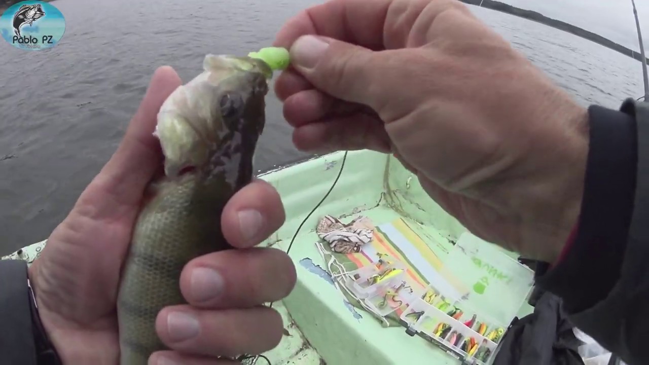 Jezioro Gołdopiwo, OKONIE na spinning cz.  2/2