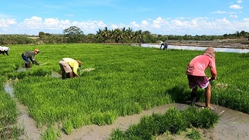 RICE FARMING IN THE PHILIPPINES (FULL VIDEO)