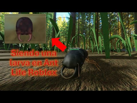 Siendo Una Larva Ocypus Por Un 1 Minuto En Roblox Ant Life 2025 YouTube Hqdefault 
