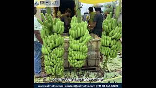 Top Banana Exporter in India | Exim Elite Pune