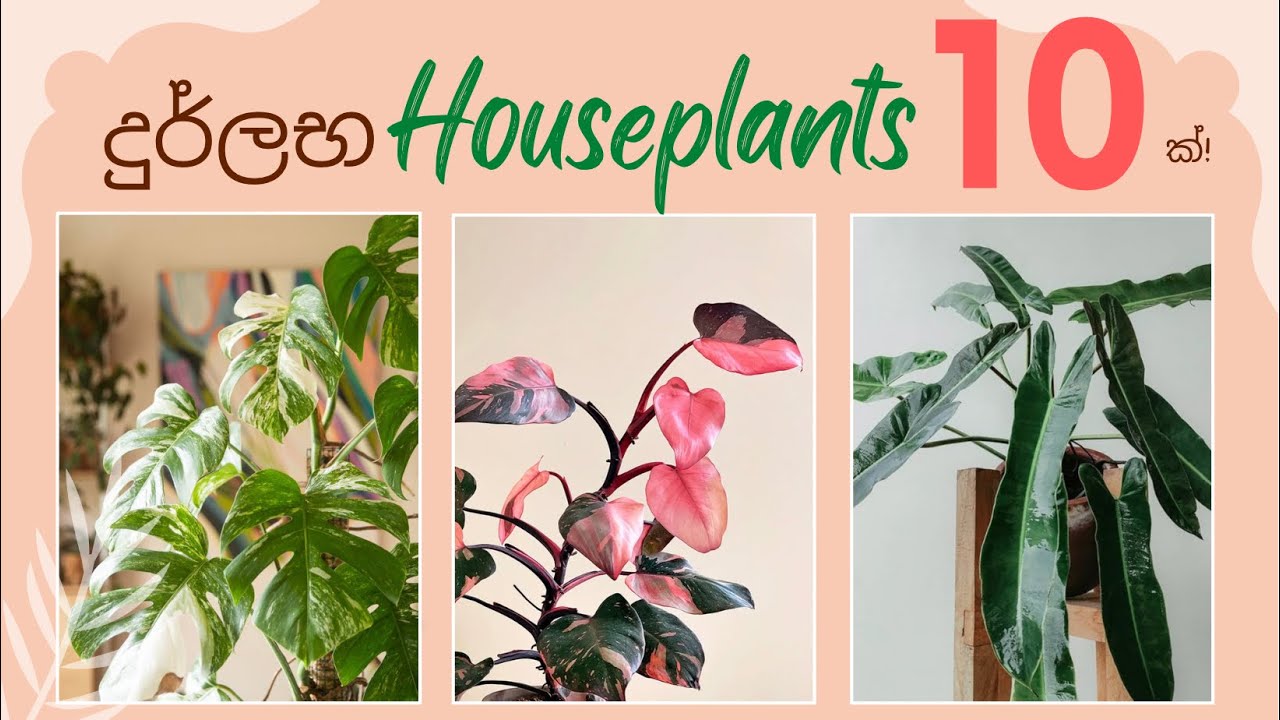 10+ Rare Houseplants Rare Indoor Plants ! Family Tree Nursery