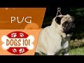Dogs 101 - PUG - Top Dog Facts About the PUG Dogs 101 - PUG - Top Dog Facts About the PUG