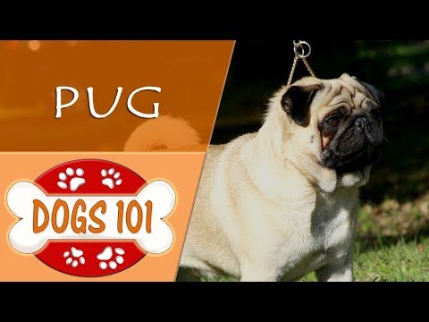 Dogs 101 - PUG - Top Dog Facts About the PUG