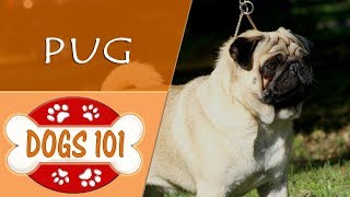 Dogs 101 - PUG - Top Dog Facts About the PUG