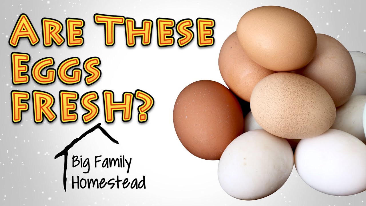 How to Tell If Eggs Are Bad YouTube