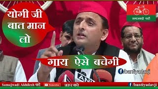 गाय बचाओ ऐसे | अखिलेश यादव की सलाह #2 | Akhilesh Yadav statement on cow safety advice #2 screenshot 5