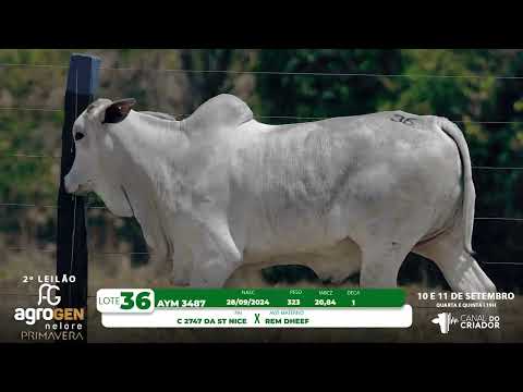 LOTE 36