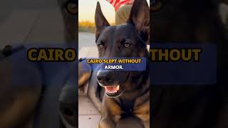Cairo: Life After the Mission 🪖🐕 | A Warrior Finally at Peace (Part 3)