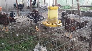 Rare Colour Of Old Russian Chicken Breed Scarlet Orloff