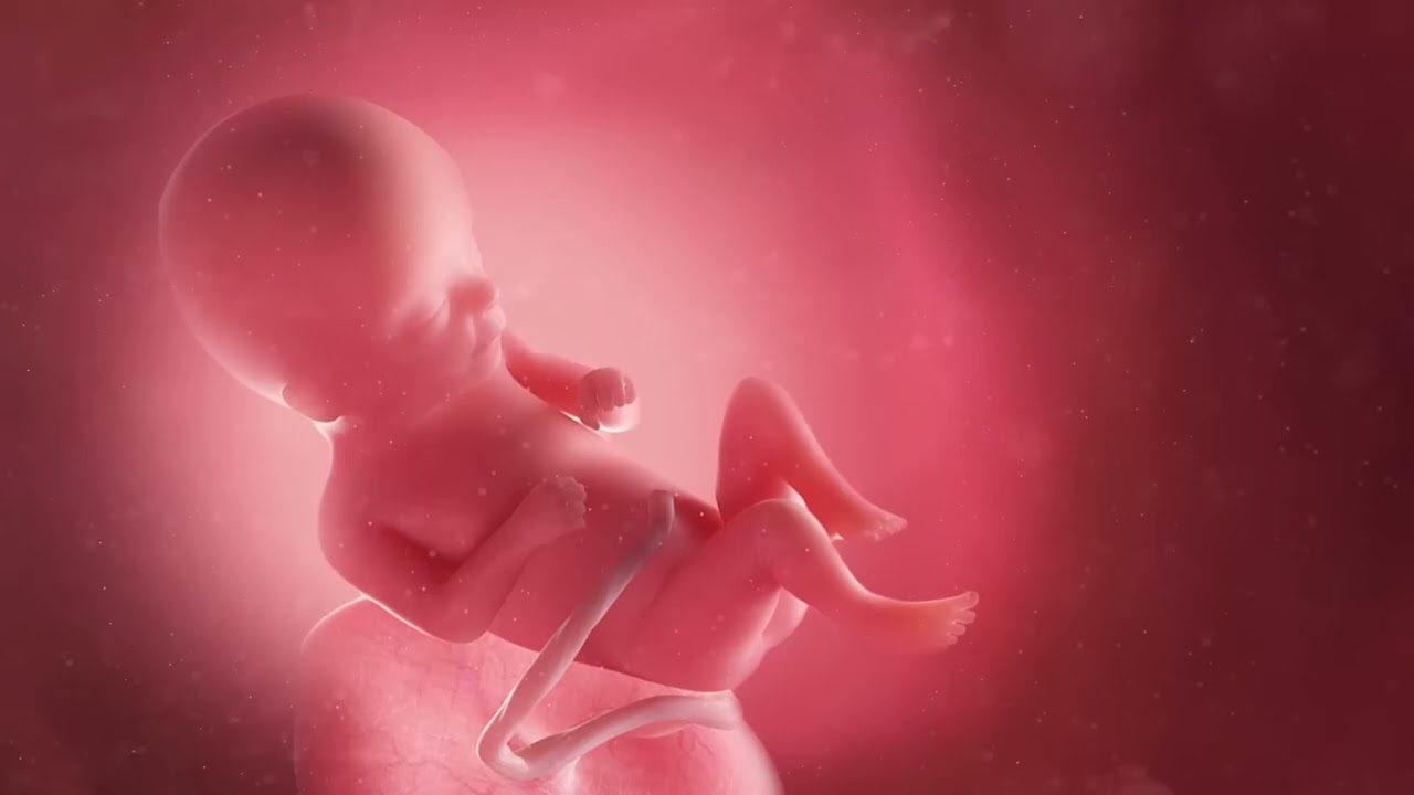 Ruído Branco Útero Materno | Acalme seu bebê em minutos