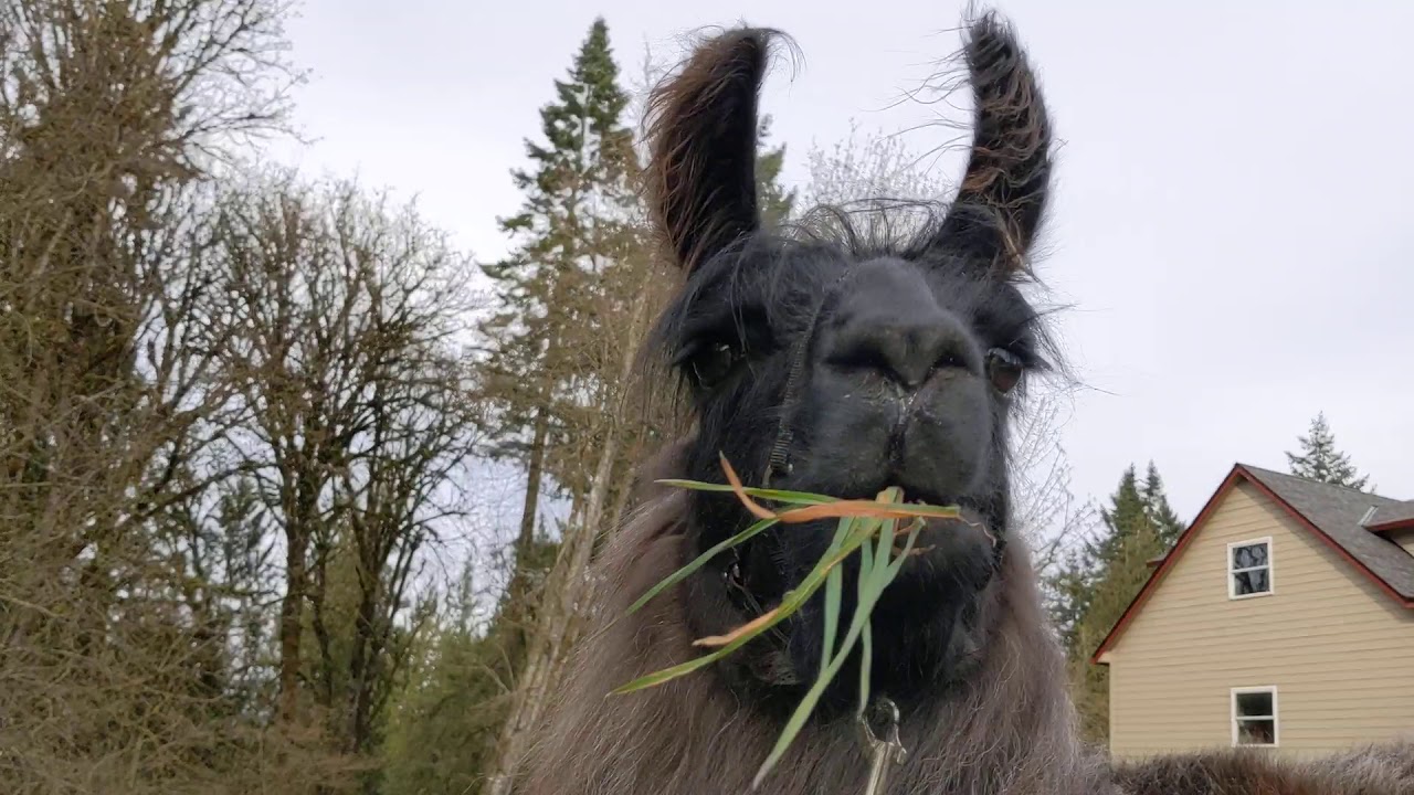 Here is a llama eating grass
