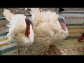 President Biden pardons two turkeys in Thanksgiving tradition