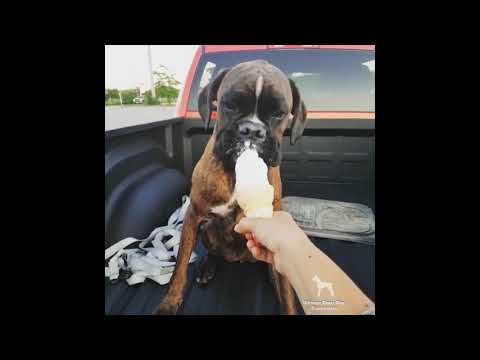 Video: Kardiomyopati Hos Boxer Dogs