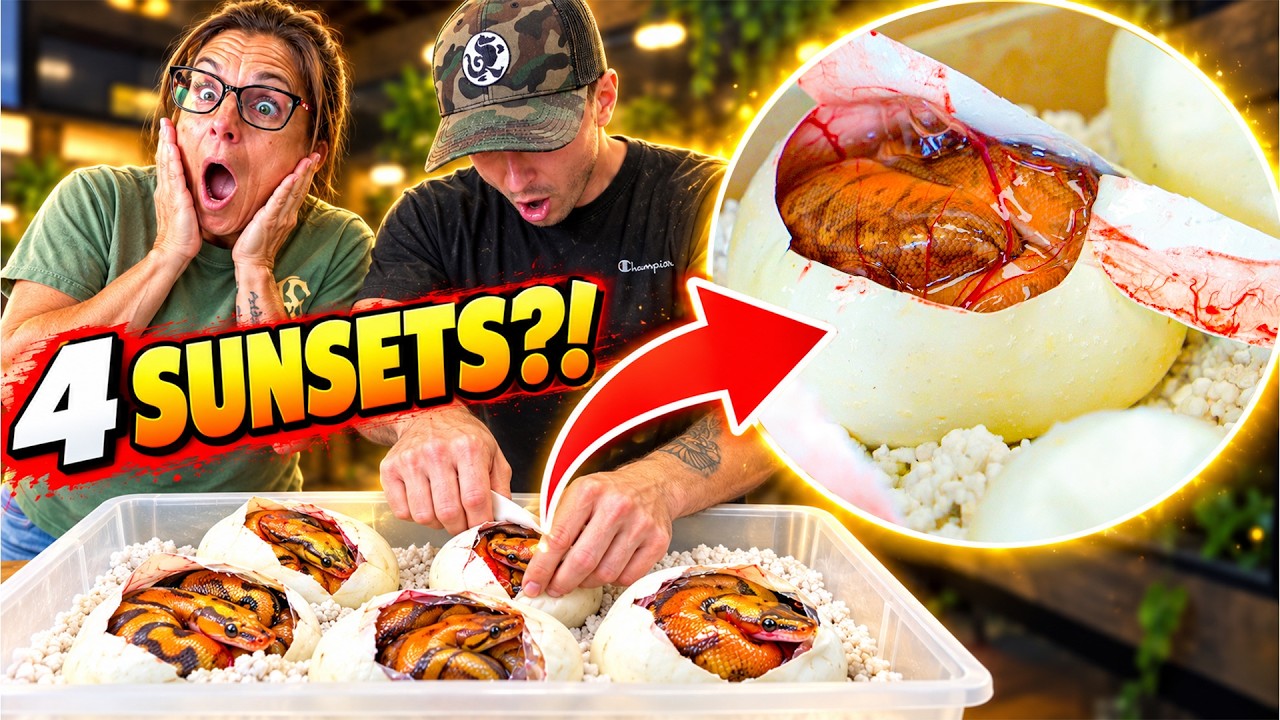We Hatched Our Dream Snakes! (Egg Cutting)