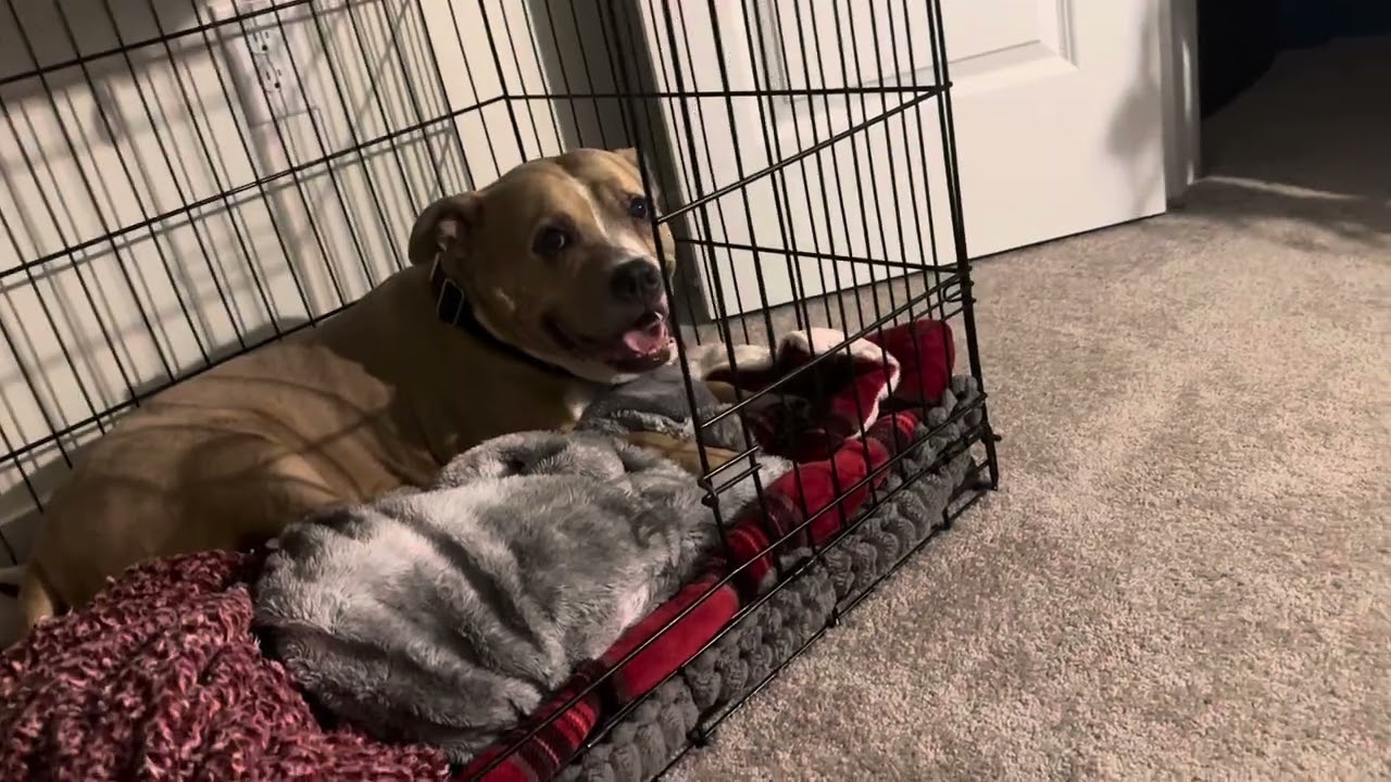 Boundaries laid down from Astraea to Nibiru … Update on Nibiru’s first vet appointment