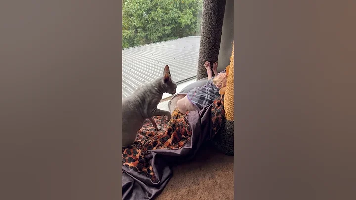 Watch the video about 27 April 2025