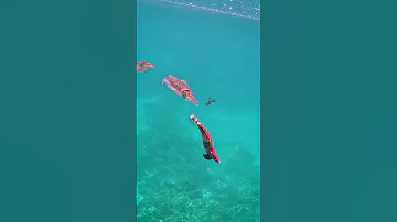 Squidding Squidgame Squid Squidfish Greatbarrierreef Ocean Popular 