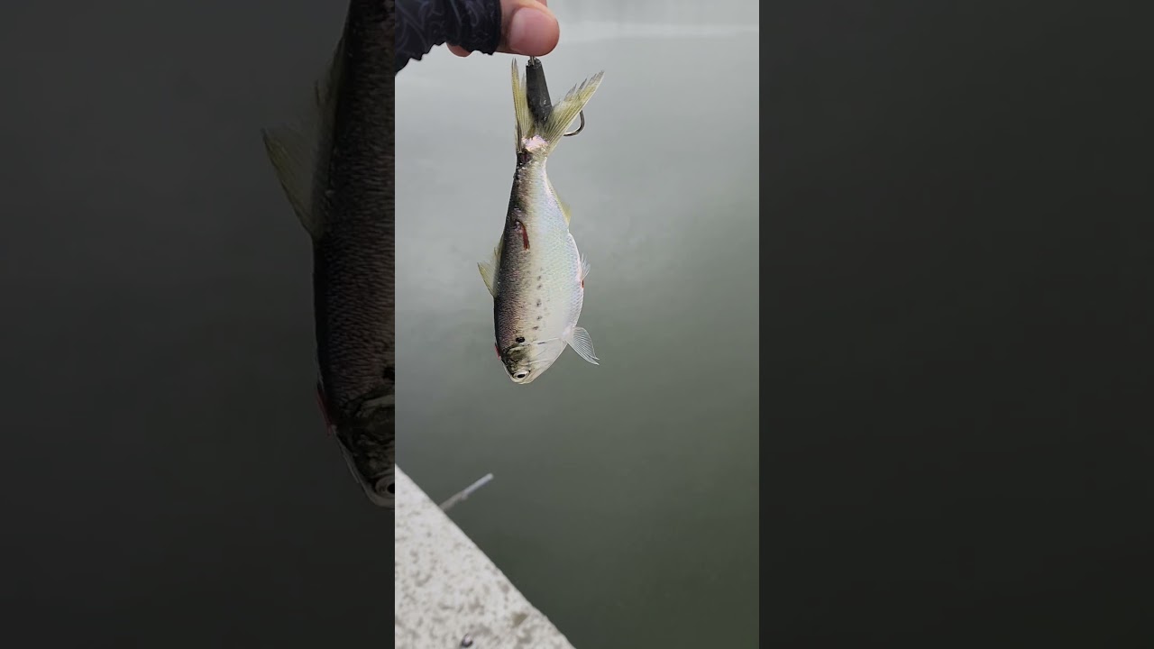 Perfect Bait For Striped Bass