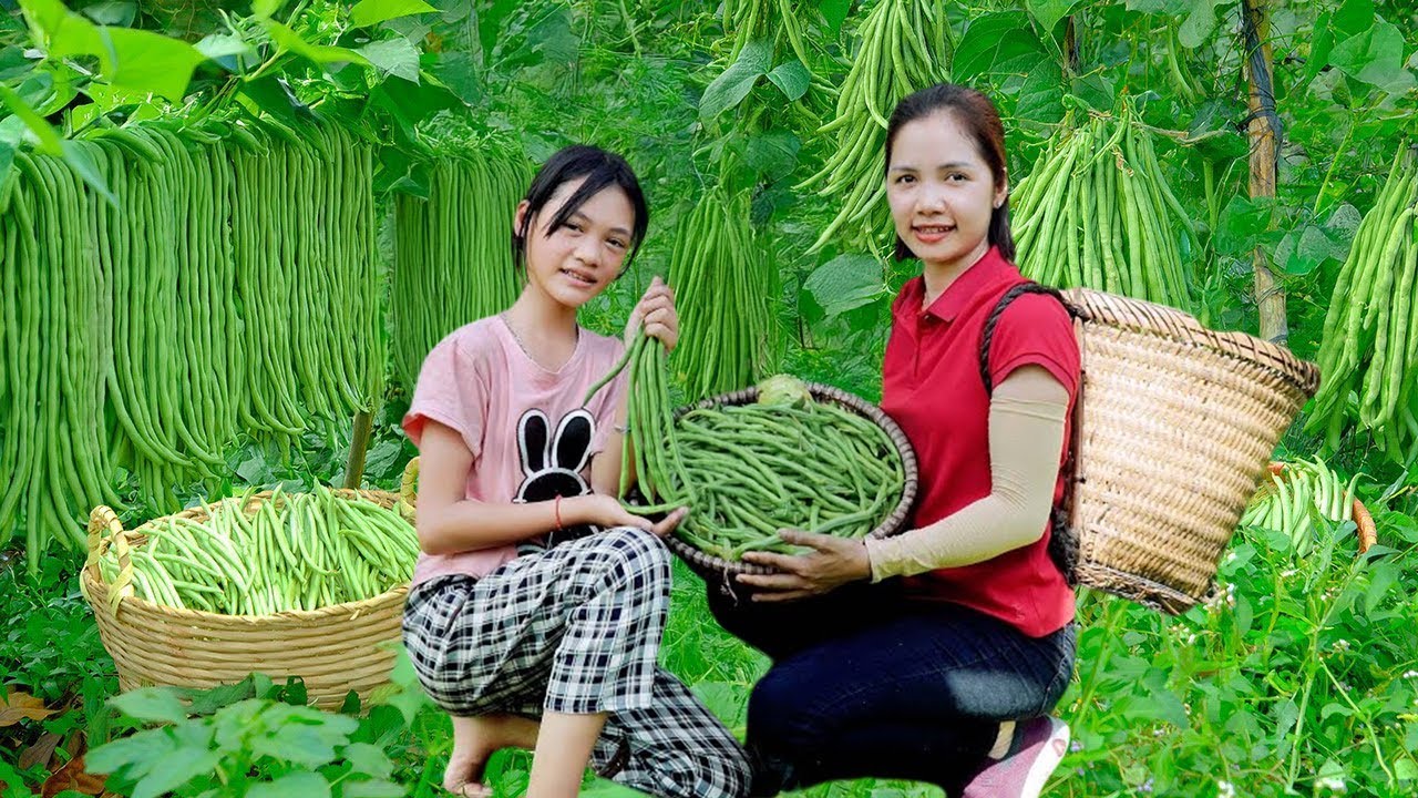 Harvesting Fresh Long Green Beans From Farm Goes To Market Sell, My Daughter Helps Me Farm Work