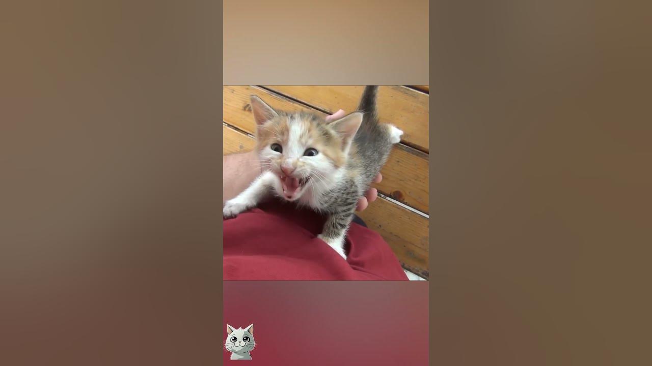 A box full of kittens, I NEED One YouTube