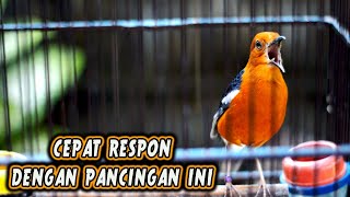 Download Lagu PANCINGAN ANIS MERAH GACOR SORE DAN MALAM HARI CEPAT DI RESPON GACOR NGEPLONG MP3