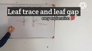 B.Sc./M.Sc.- Leaf gap and leaf trace || by mystery soni @SStudymantra