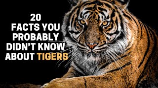 20 Facts You Probably Didn't Know About Tigers by Animal Globe 27,868 views 2 years ago 8 minutes, 45 seconds