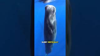 Ever wondered Why Sperm whales sleep Vertically?