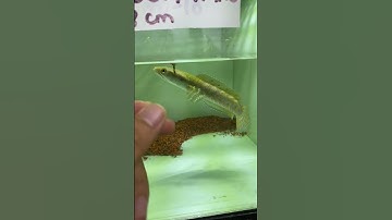 màu sắc trưởng thành của loài cá lóc pháo đốm vàng  #channa #fishing