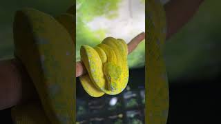 Get mesmerized by the stunning hues of a Super High Yellow Green Tree Python! 🐍💛✨
