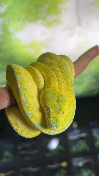 Get mesmerized by the stunning hues of a Super High Yellow Green Tree ...