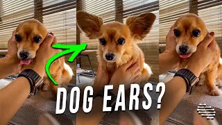 Owner Reveals Dog Big Ears