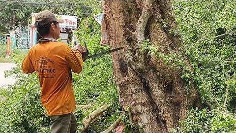 Cưa cây me nước siêu khủng .Cưa cây kỹ thuật cao