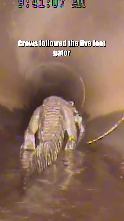 Alligator in Stormwater Pipe: A Dangerous Encounter Caught on Camera