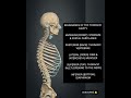 Expansion of the Thoracic Cage””“Journey#muscle #anatomy #humanbody #trend #nurse #biology #3d