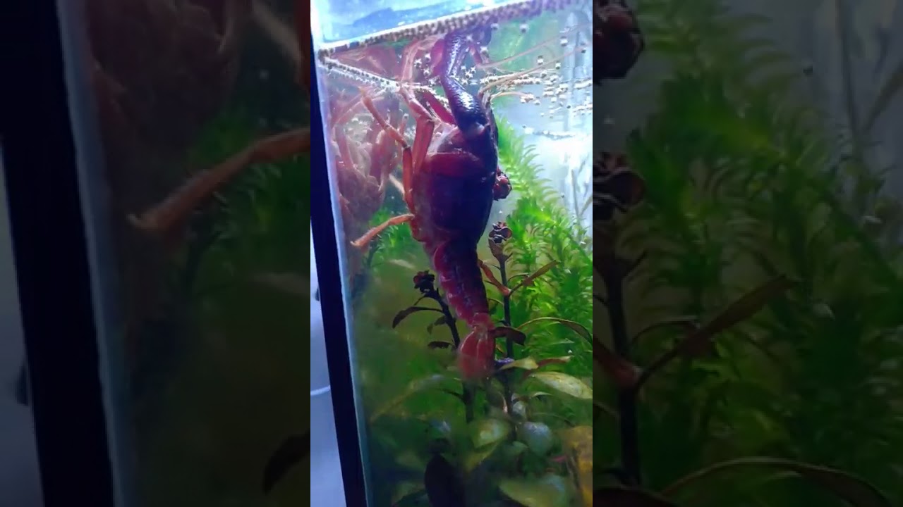 Lobster air tawar makan 
