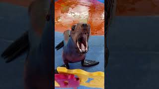 Seals are the most dramatic animals😂 #funny #funnyvideo #animals ##seal