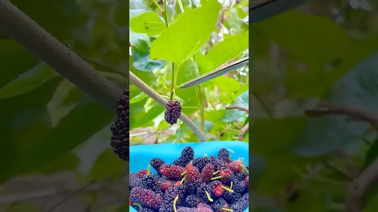 Mulberry Shake or Sahtoot Shake….