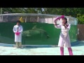 新屋島水族館 イルカショー の動画、YouTube動画。