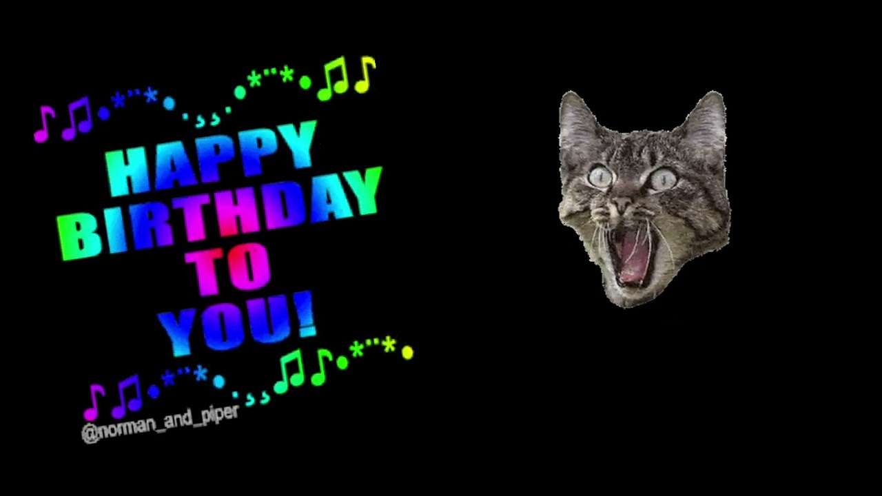 Happy birthday my dear cat🌹🌹🎂🎂