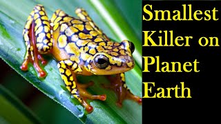 Poison Dart Frog Top Facts