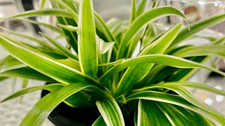 Ayodhya Ji Me 22 January Ko Hmre Bhagwan A Rhe Hai Ap Sab Ayiue