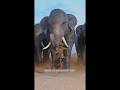 Trapped With an Elephant 😨#shorts #survival #elephant #wildlife #awareness